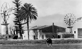 Granja donde se podruce la leche de laccao