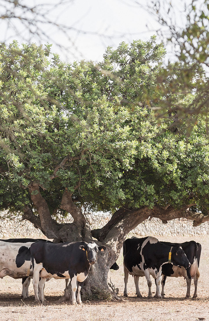 Vacas en mallorca